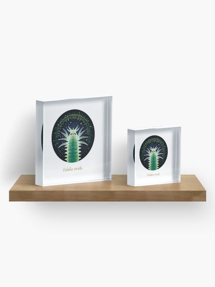 Alternate view of The Circles of Life: Eulalia viridis Acrylic Block