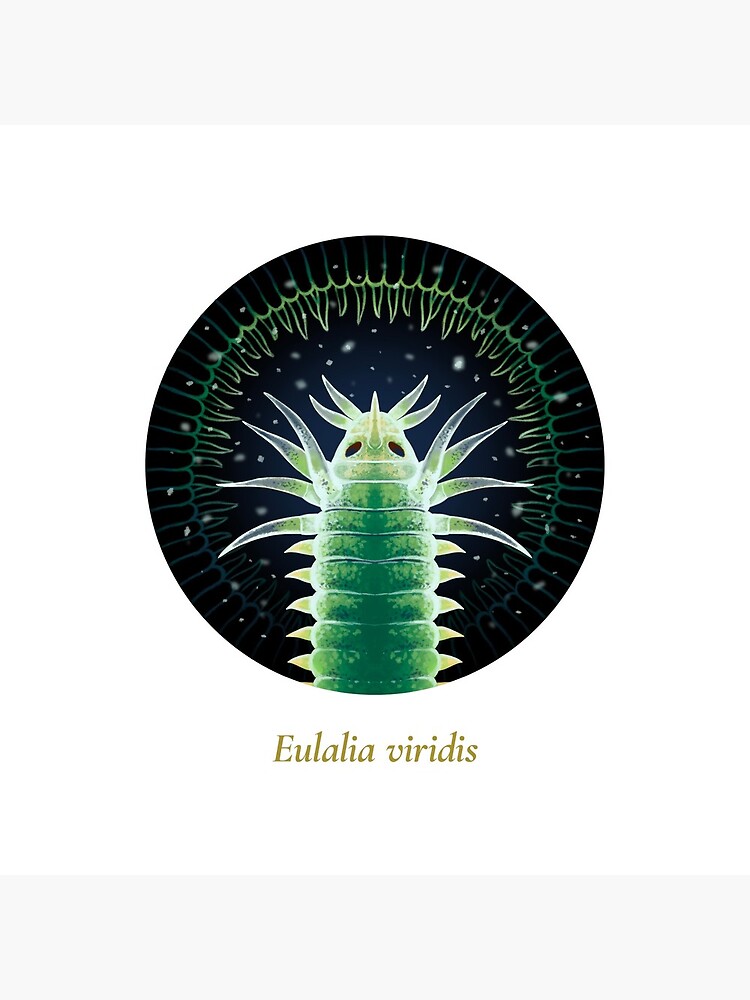The Circles of Life: Eulalia viridis by franzanth