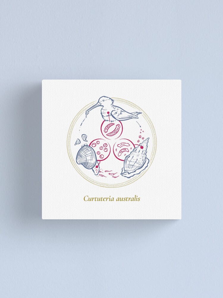 Alternate view of The Circles of Life: Curtuteria australis Canvas Print