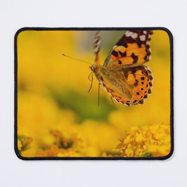 Item preview, Painted Lady Butterfly Hovering Over Bright Yellow Flowers In Sunlit Summer Garden designed and sold by Nmallia.