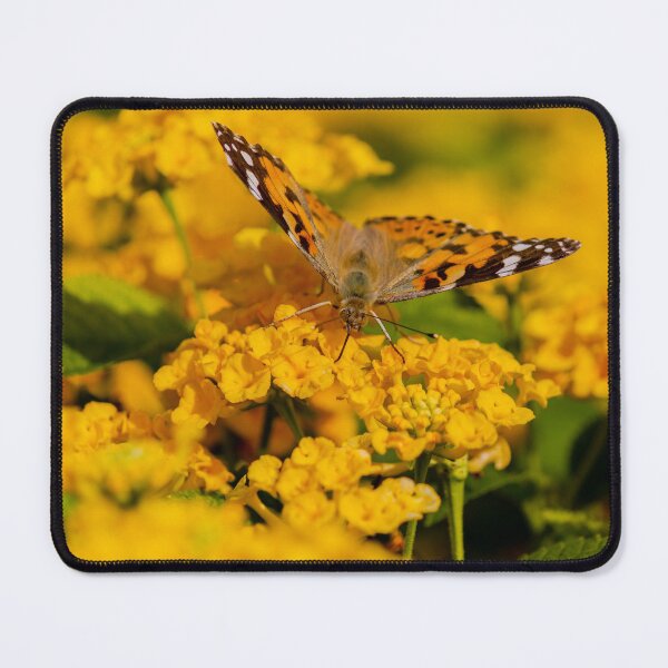 Item preview, Painted Lady Butterfly Hovering Over Bright Yellow Flowers In Sunlit Summer Garden designed and sold by Nmallia.