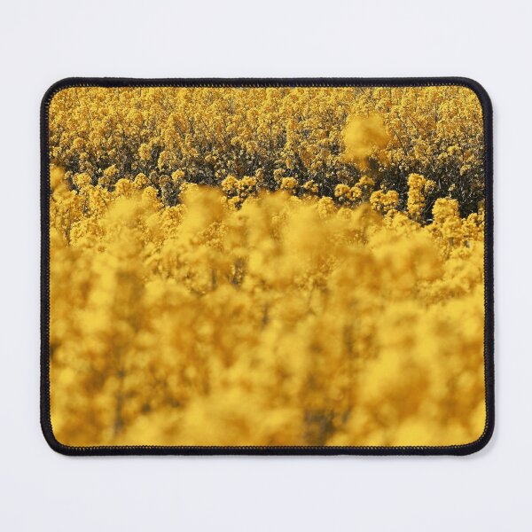 Item preview, Timsbury Hill Rapeseed Landscape designed and sold by duncan1980uk.