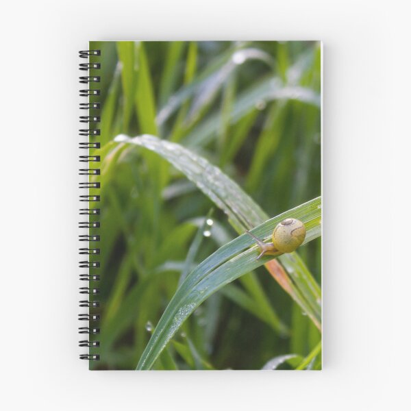 Item preview, Small Garden Snail Climbing Thin Twig With Striped Shell Against Soft Green Background designed and sold by Nmallia.