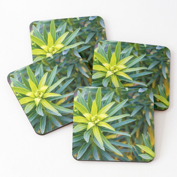 Item preview, Green Star-Shaped Foliage Close-Up With Radial Leaves in Garden Nature Scene designed and sold by Nmallia.