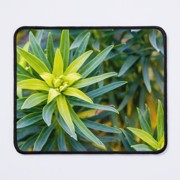 Item preview, Green Star-Shaped Foliage Close-Up With Radial Leaves in Garden Nature Scene designed and sold by Nmallia.