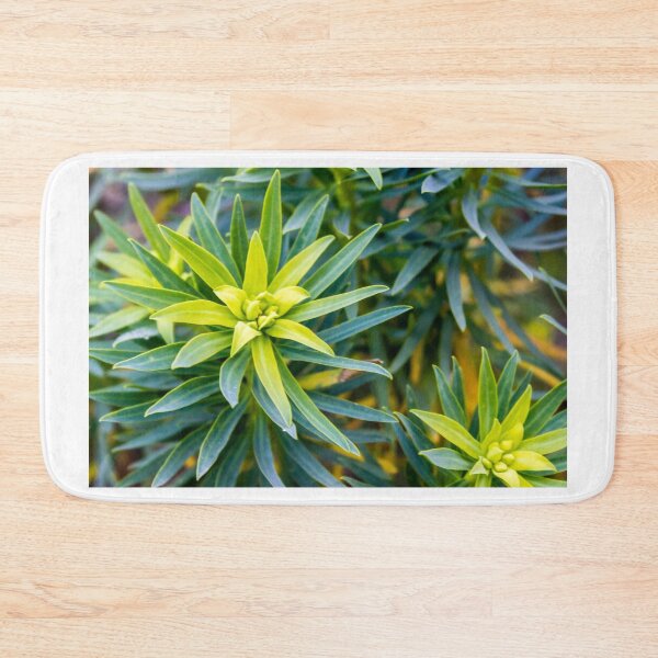 Item preview, Green Star-Shaped Foliage Close-Up With Radial Leaves in Garden Nature Scene designed and sold by Nmallia.
