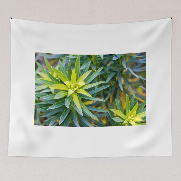 Item preview, Green Star-Shaped Foliage Close-Up With Radial Leaves in Garden Nature Scene designed and sold by Nmallia.