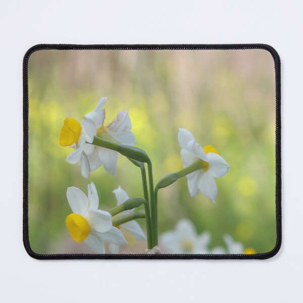 Item preview, White and Yellow Daffodil Cluster in Soft Green Spring Meadow With Shallow Depth of Field designed and sold by Nmallia.