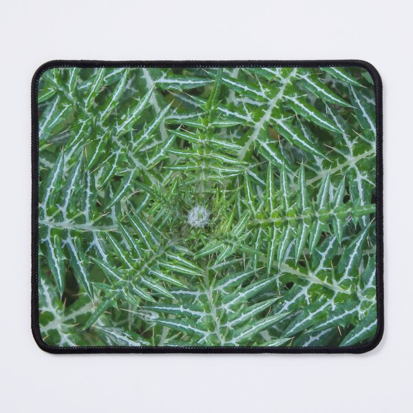Item preview, Green Spiky Thistle Close-Up Showing Symmetrical Patterned Leaves And Sharp Spines In Nature designed and sold by Nmallia.