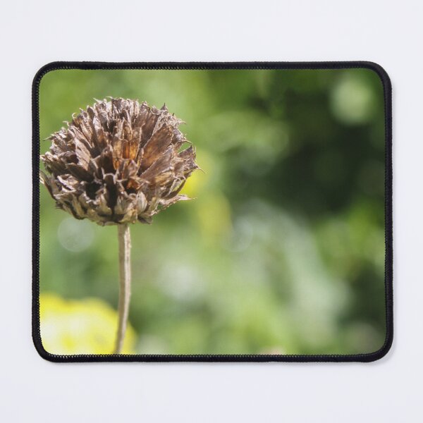 Item preview, Dried Flower Seed Head Close-Up With Green Bokeh Background In Garden Nature Scene designed and sold by Nmallia.