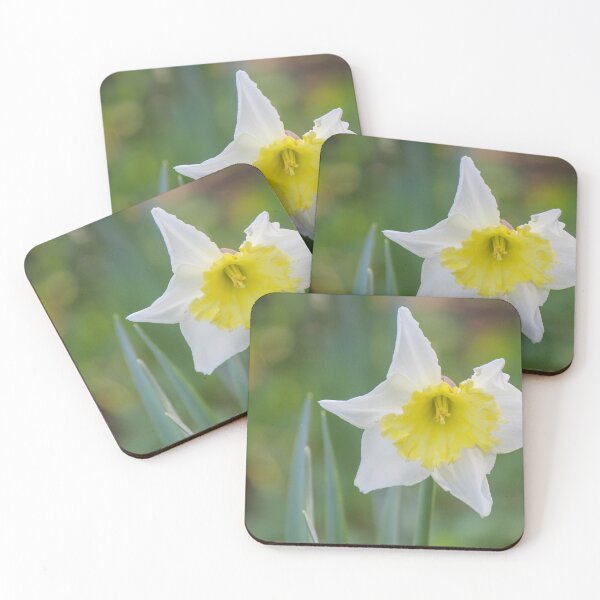 Item preview, White Daffodil With Yellow Trumpet Blooming In Soft Focus Spring Garden Close-Up designed and sold by Nmallia.