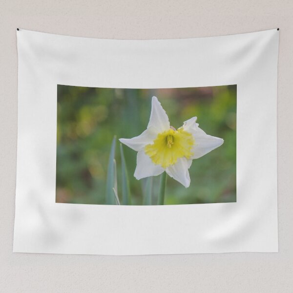 Item preview, White Daffodil With Yellow Trumpet Blooming In Soft Focus Spring Garden Close-Up designed and sold by Nmallia.