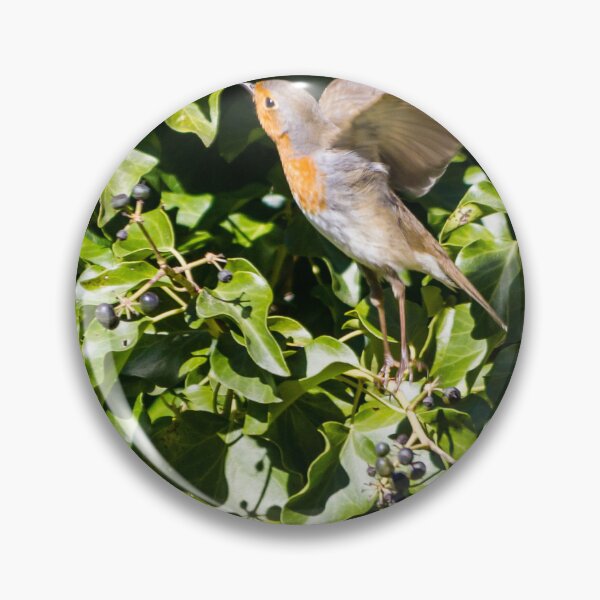 Item preview, European Robin Taking Flight Among Green Ivy Berries in Sunlit Garden Foliage designed and sold by Nmallia.