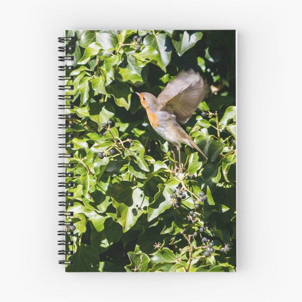 Item preview, European Robin Taking Flight Among Green Ivy Berries in Sunlit Garden Foliage designed and sold by Nmallia.