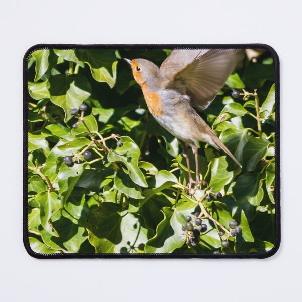 Item preview, European Robin Taking Flight Among Green Ivy Berries in Sunlit Garden Foliage designed and sold by Nmallia.
