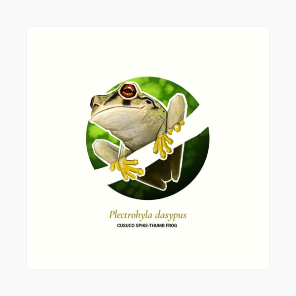 The Circles of Life: Cusuco Spike-thumb Frog Art Print