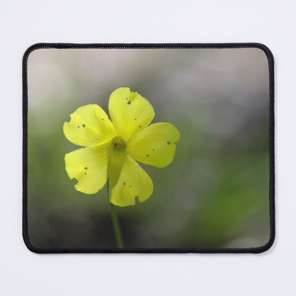 Item preview, Bright Yellow Wildflower With Delicate Notched Petals And Tiny Spots Macro Close-Up In Soft Bokeh designed and sold by Nmallia.