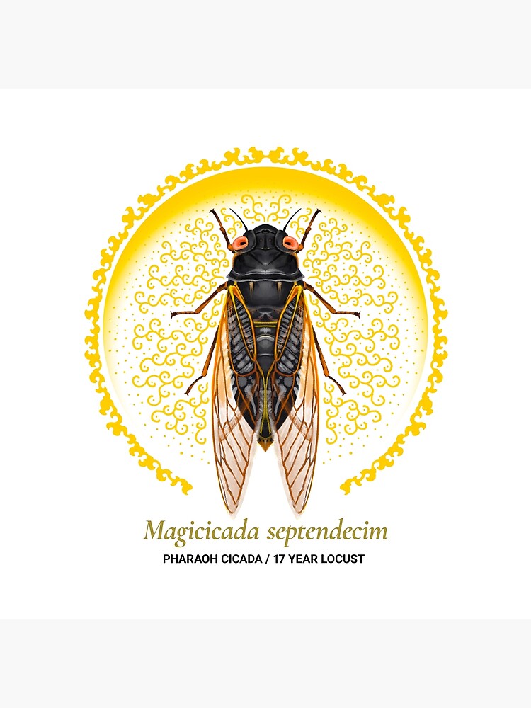 The Circles of Life: Pharaoh Cicada / 17 Year Locust by franzanth