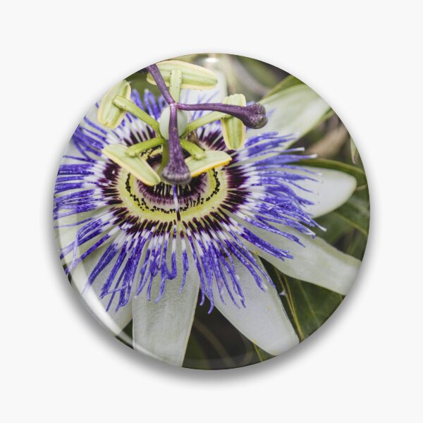 Item preview, Close-Up Of Purple Passionflower (Passiflora) Blooming With White Petals And Intricate Filaments designed and sold by Nmallia.
