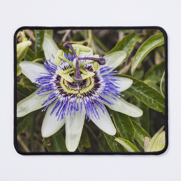 Item preview, Close-Up Of Purple Passionflower (Passiflora) Blooming With White Petals And Intricate Filaments designed and sold by Nmallia.