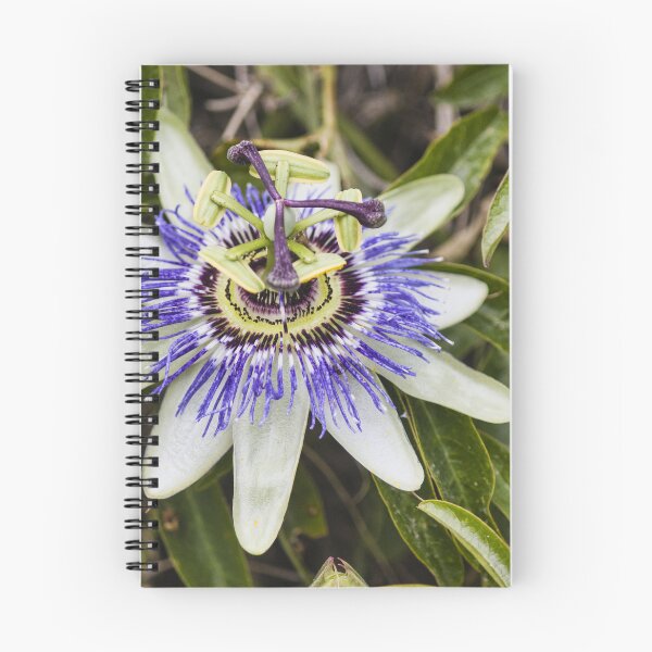 Item preview, Close-Up Of Purple Passionflower (Passiflora) Blooming With White Petals And Intricate Filaments designed and sold by Nmallia.