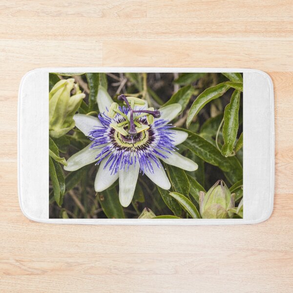 Item preview, Close-Up Of Purple Passionflower (Passiflora) Blooming With White Petals And Intricate Filaments designed and sold by Nmallia.