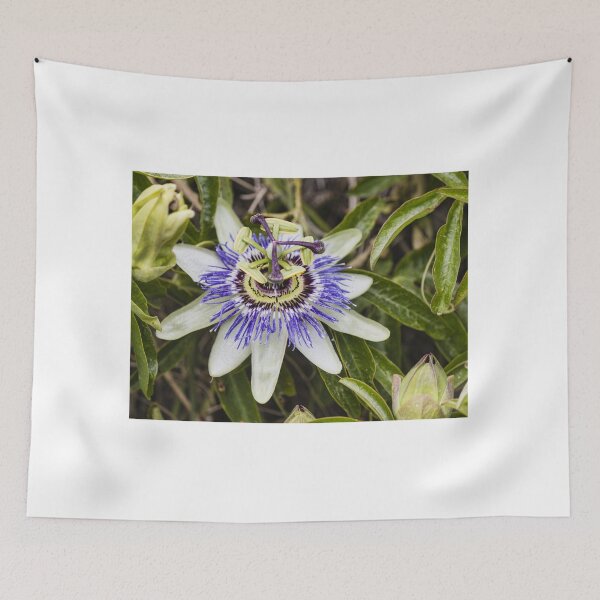 Item preview, Close-Up Of Purple Passionflower (Passiflora) Blooming With White Petals And Intricate Filaments designed and sold by Nmallia.