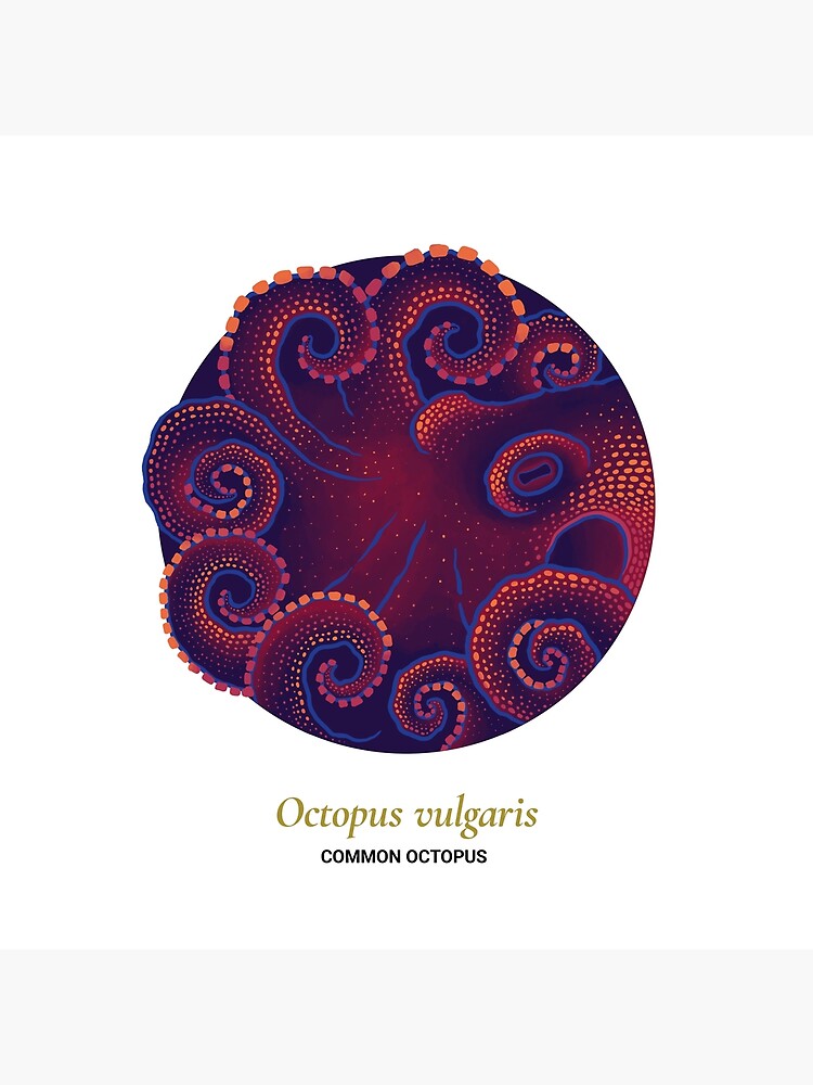 The Circles of Life: Common Octopus by franzanth