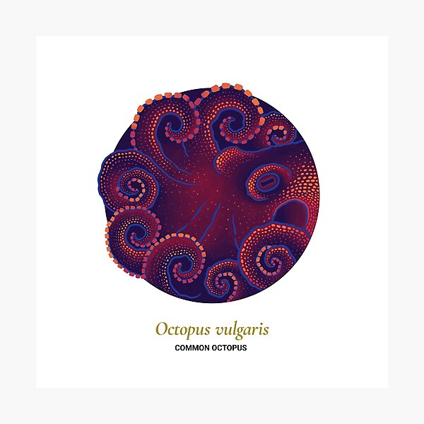 The Circles of Life: Common Octopus Photographic Print
