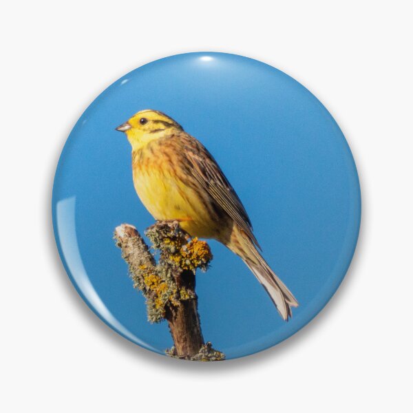 Item preview, Yellowhammer on a Branch designed and sold by PhotoPhoto.