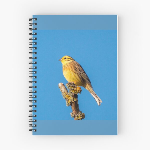 Item preview, Yellowhammer on a Branch designed and sold by PhotoPhoto.