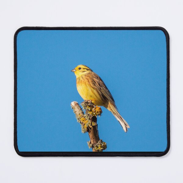 Item preview, Yellowhammer on a Branch designed and sold by PhotoPhoto.