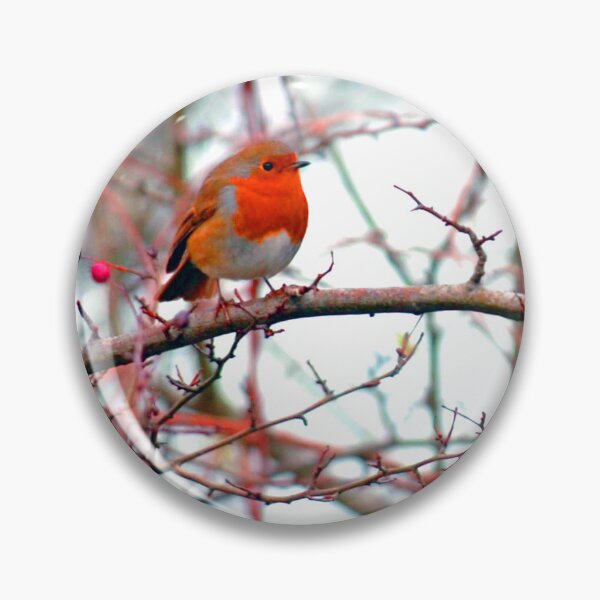Item preview, European Robin Red Breast Bird designed and sold by AndyEvansPhotos.
