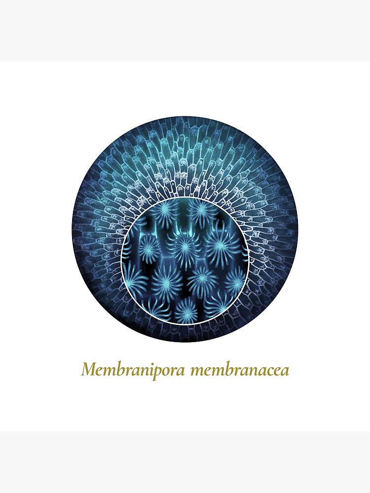 The Circles of Life: Membranipora membranacea by franzanth