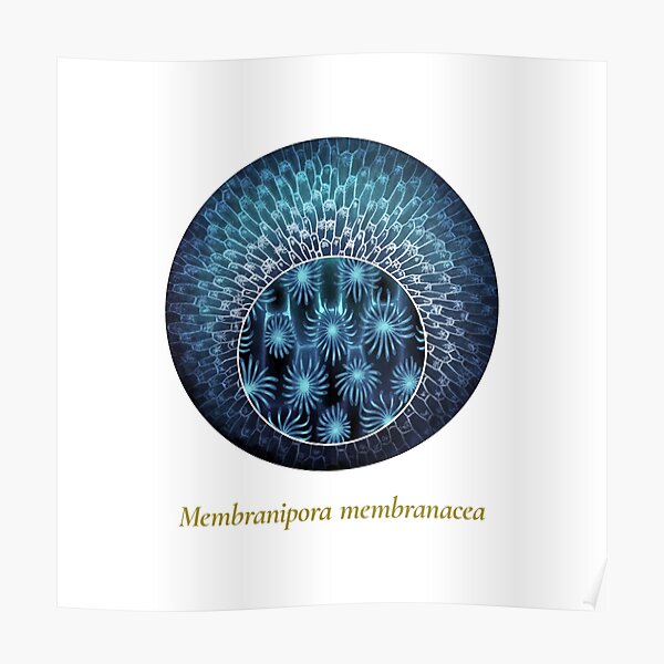 The Circles of Life: Membranipora membranacea Poster