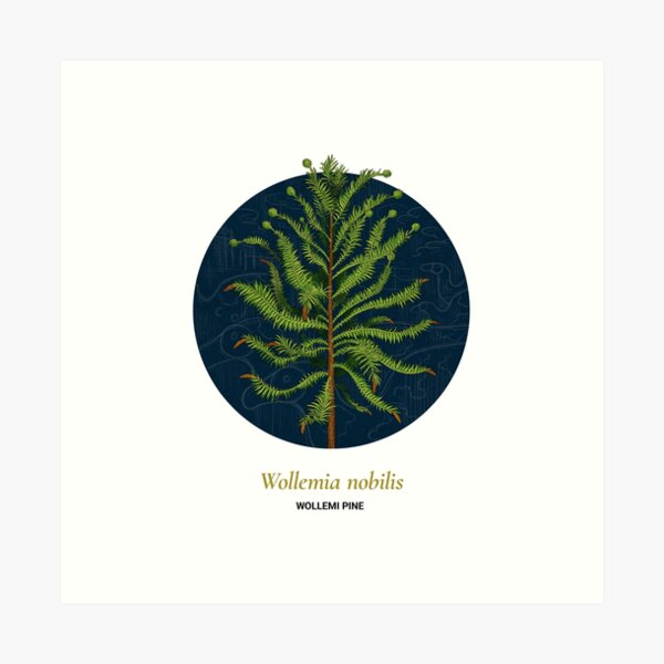 The Circles of Life: Wollemi Pine Art Print