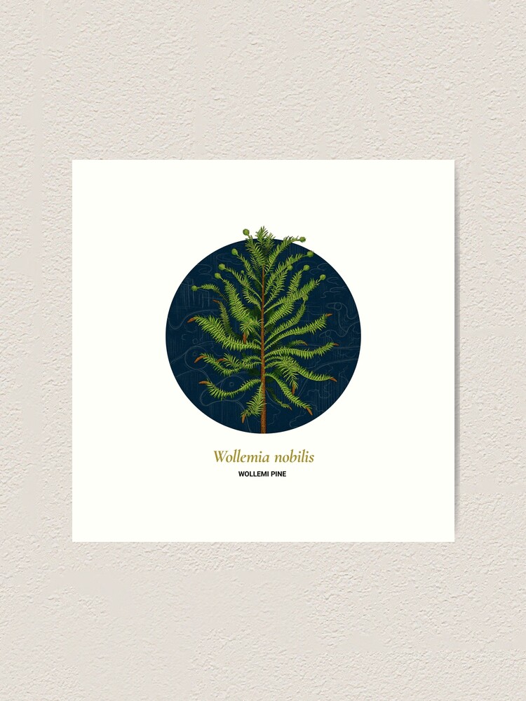 Alternate view of The Circles of Life: Wollemi Pine Art Print