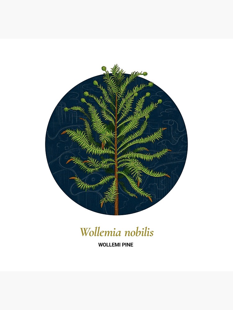The Circles of Life: Wollemi Pine by franzanth
