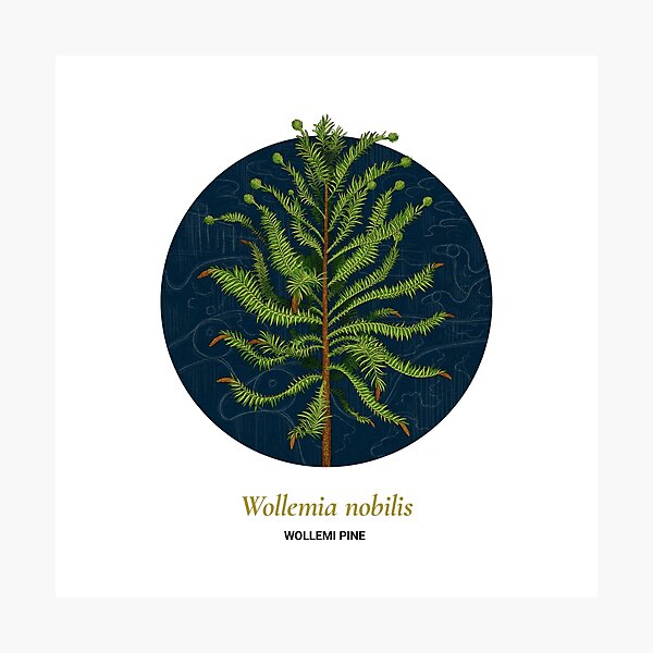 Item preview, The Circles of Life: Wollemi Pine designed and sold by Franz Anthony.