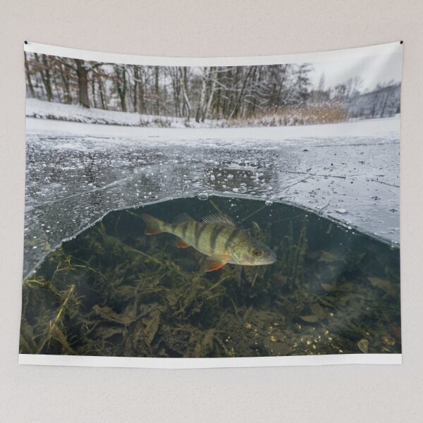 Item preview, Fish visible under a thin layer of ice designed and sold by Malisa345.