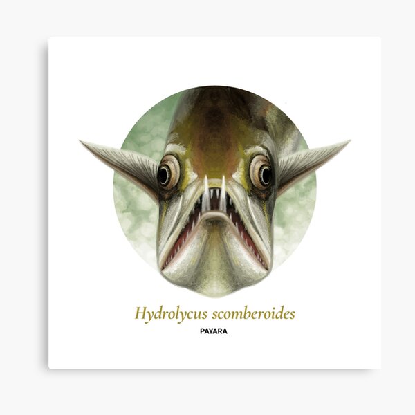 The Circles of Life: Payara Canvas Print