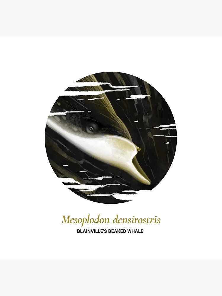 The Circles of Life: Blainville's Beaked Whale by franzanth