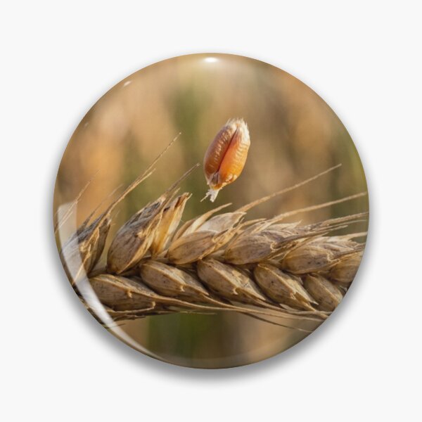 Item preview, A strand of wheat with a grain that is beginning to detach. designed and sold by Malisa345.