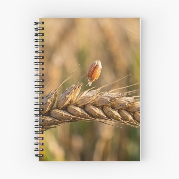 Item preview, A strand of wheat with a grain that is beginning to detach. designed and sold by Malisa345.
