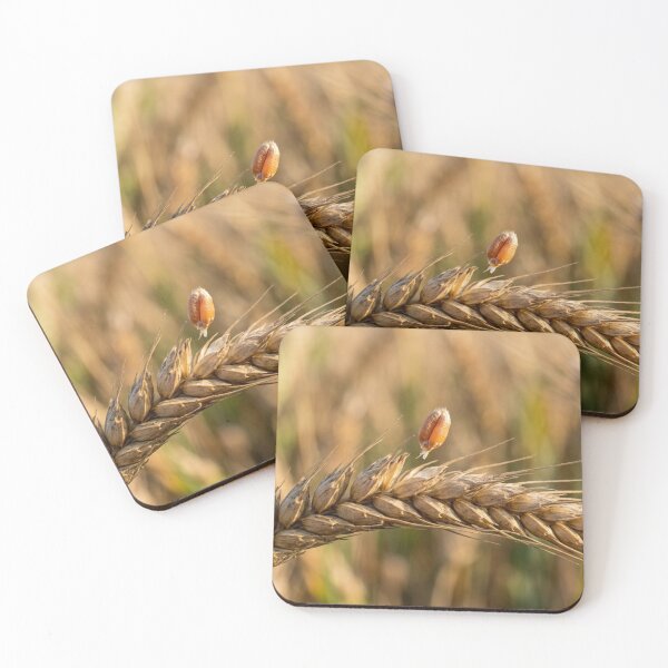 Item preview, A strand of wheat with a grain that is beginning to detach. designed and sold by Malisa345.