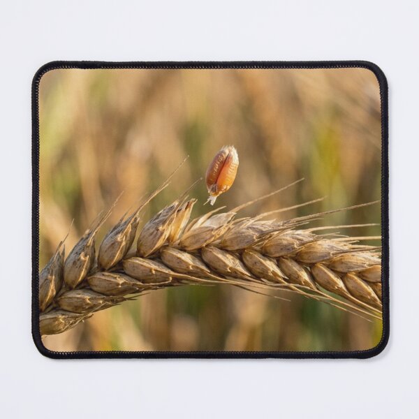 Item preview, A strand of wheat with a grain that is beginning to detach. designed and sold by Malisa345.