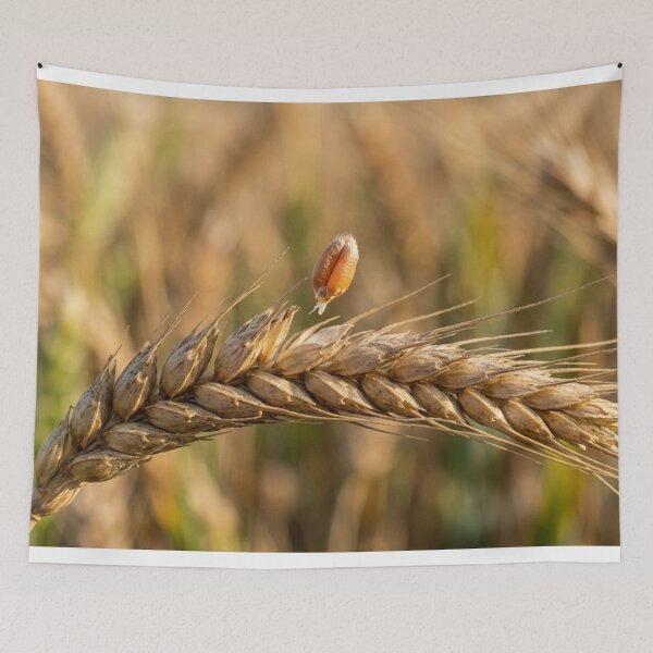 Item preview, A strand of wheat with a grain that is beginning to detach. designed and sold by Malisa345.