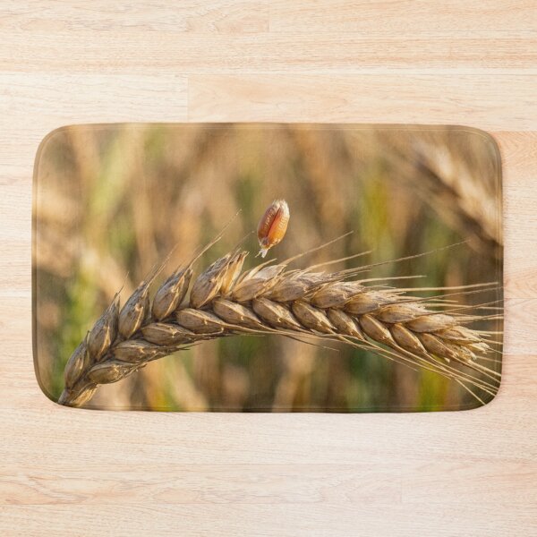 Item preview, A strand of wheat with a grain that is beginning to detach. designed and sold by Malisa345.