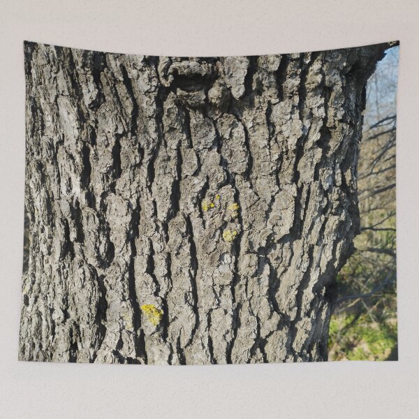 Item preview, Sunlit Tree Bark Close-Up designed and sold by inspiration3.
