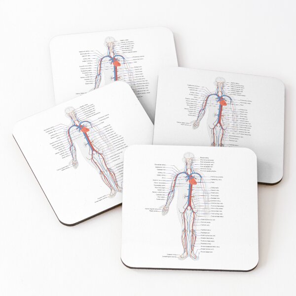 Aperçu de l'œuvre Anatomie médicale du système circulatoire : artères et veines créée et vendue par VintageMashup.